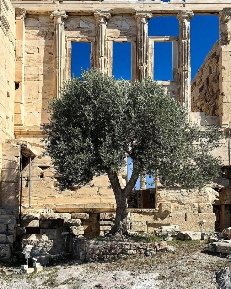 Athena’s olive tree 🏛️