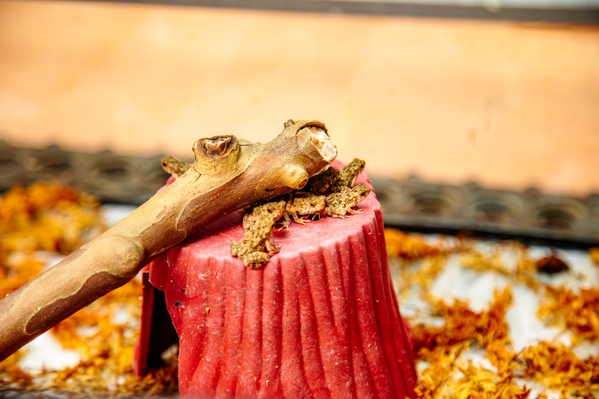 Tulsa Zoo tweet media