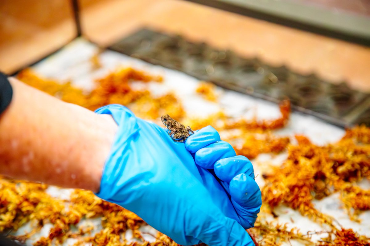 Tulsa Zoo tweet media