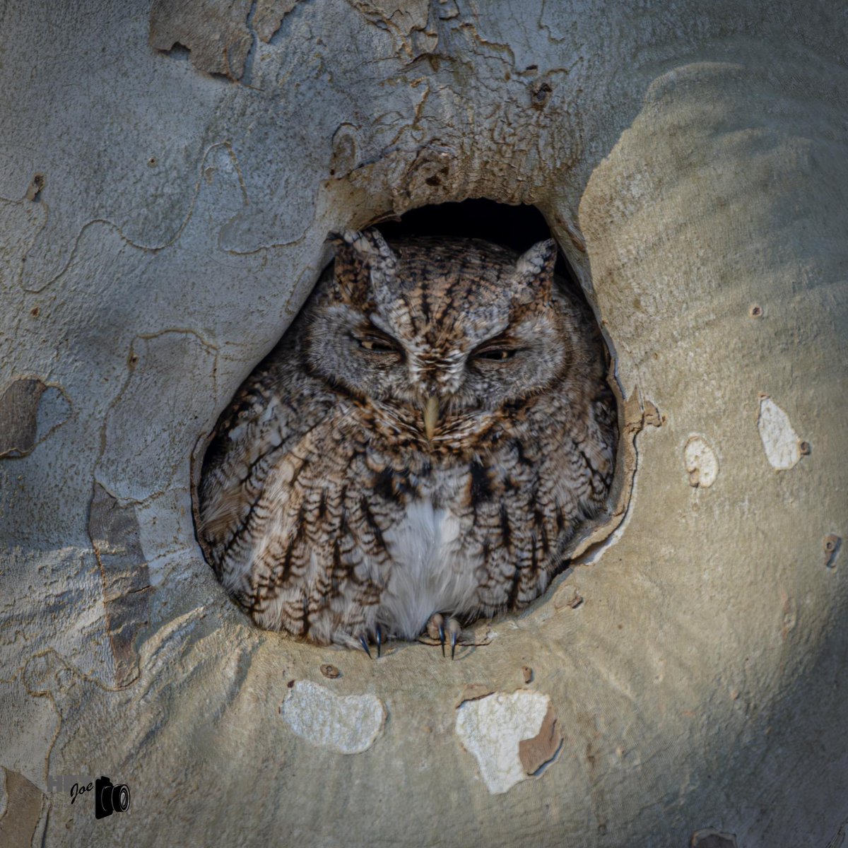todaysbird's tweet photo. Eastern screech owl.
(Photo courtesy of Joe Viola)
#birds #owls #NaturePhotography #wildlife #nature https://t.co/Ctu6fP3K7C