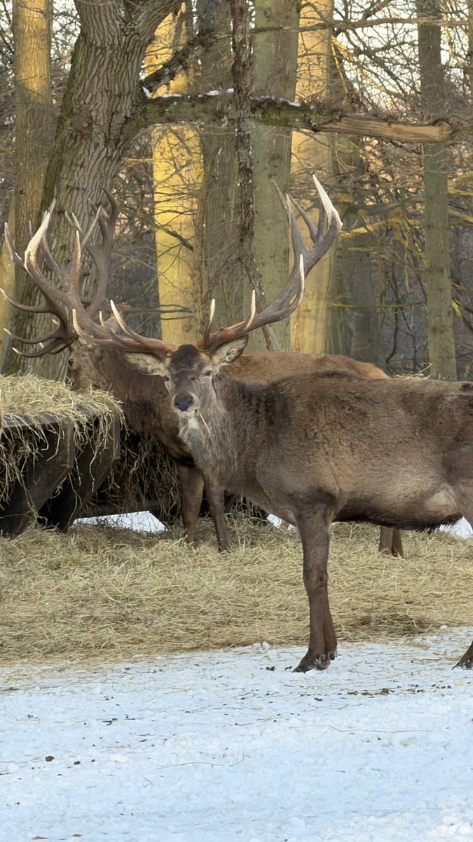 HashanNazmul's tweet image. Cute? Majestic? I say both! 🦌
#majestic #wildanimals