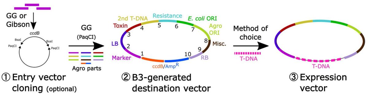 Laurens Pauwels tweet media