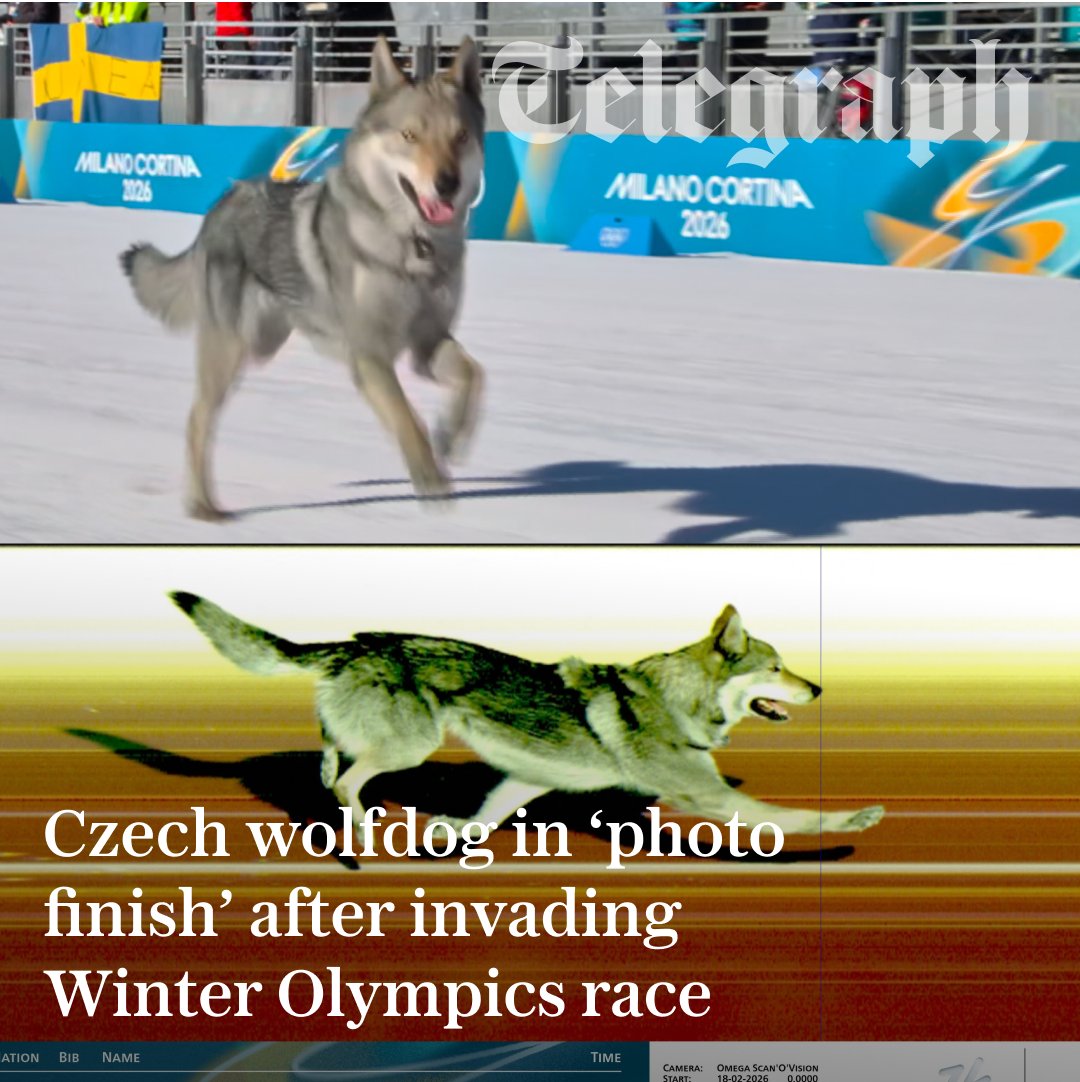 📸 It's the photo finish that is already one of the most famous in Olympic history

Nazgul, a Czech Wolfdog, became a star of the Winter Games when he broke onto the course, bounding down the final straight to huge cheers from the crowd

Find out more ⬇️
telegraph.co.uk/winter-olympic…