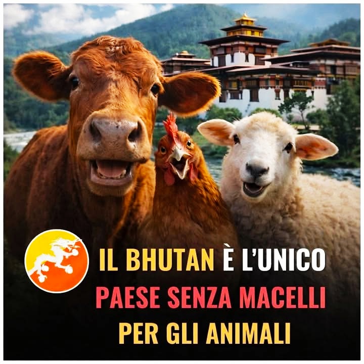 gianni_runco's tweet photo. Questo è il mondo che vorrei. GoVegan! #govegan #animalrights #veganfood #veganism #veganlife #crueltyfree #Vegan #nomeat #plantbased #animallovers #veganrevolution #veganworld #empatia #animalliberation #nonviolence #NoDairy #compassion #vegetables #NoEggs #veganfortheanimals https://t.co/lwfDi9q15m