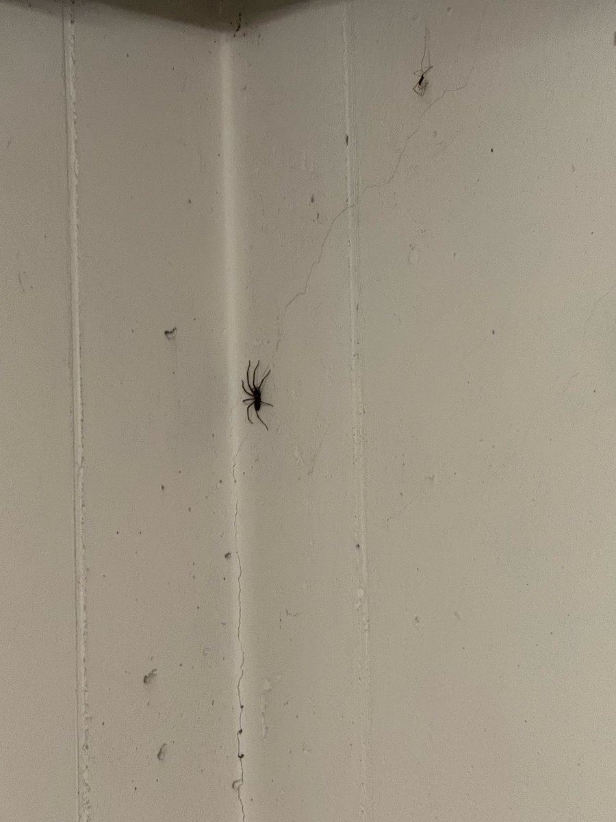 slipperysosa's tweet photo. Sorry Mr. Spider, didn’t mean to interrupt. Don’t worry, I’m just grabbing my things and moving out. Enjoy your new house 🫡 https://t.co/7GcakbGRyN