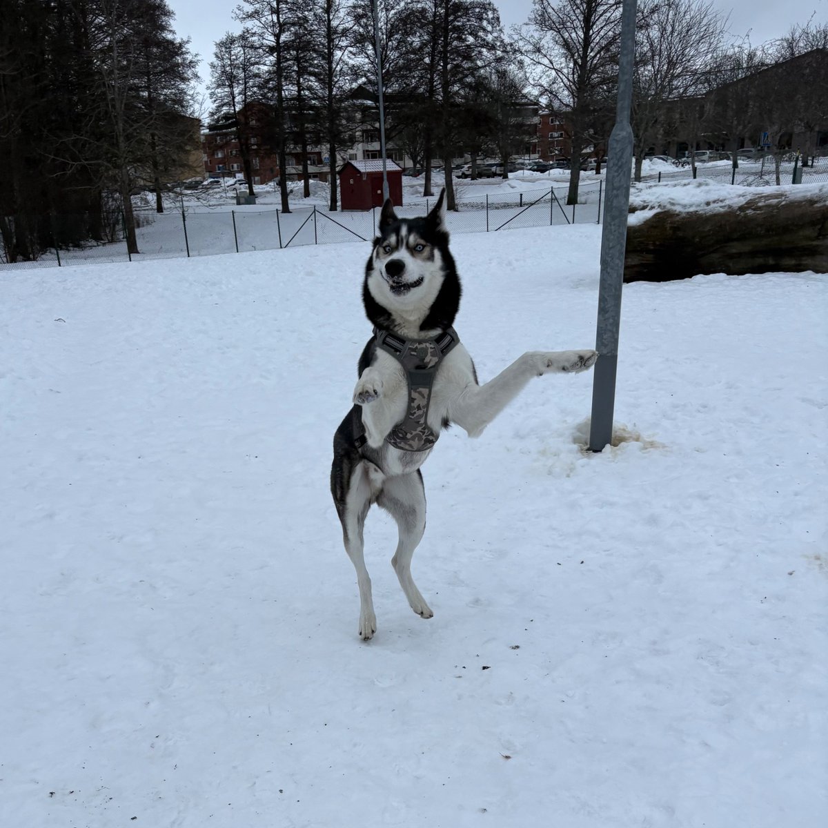 Harley Davidson tweet media