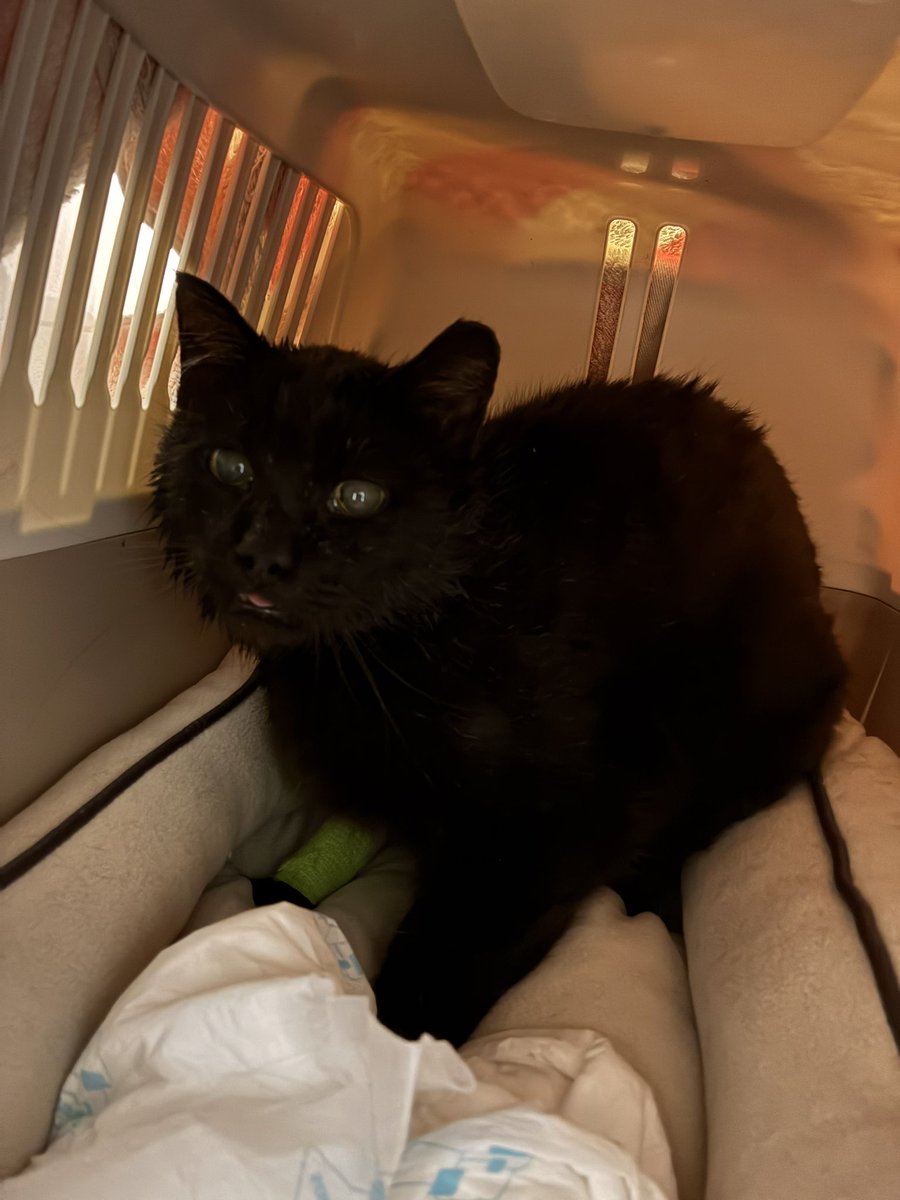 aMICHIS, acabo de salir de quirófano y aunque todo ha ido bien, tengo una mala noticia… soy ➕ en leucemia, aunque mi analítica está perfecta (no está activa🙏) pero ahora sí que necesito una casita donde vivir (como gato único) hasta el final de mis días💔
Con amor… Moctezuma