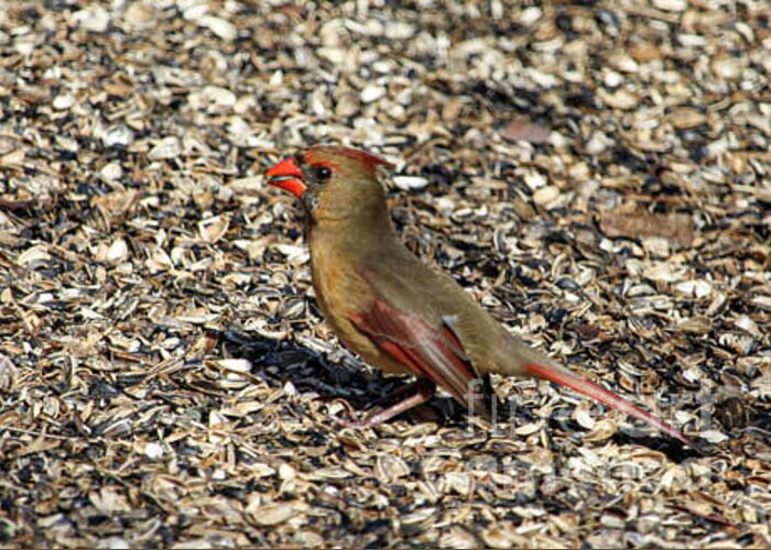 JoanneCarey64's tweet image. "Female Cardinal in Seed Bed" #greetingcards ❤️
#birdphotography #cardinal #notecards #greetings #birdwatching #birds #gifts 

You'll find this lovely image in the Our Feathered Friends collection in my shop... 3-joanne-carey.pixels.com