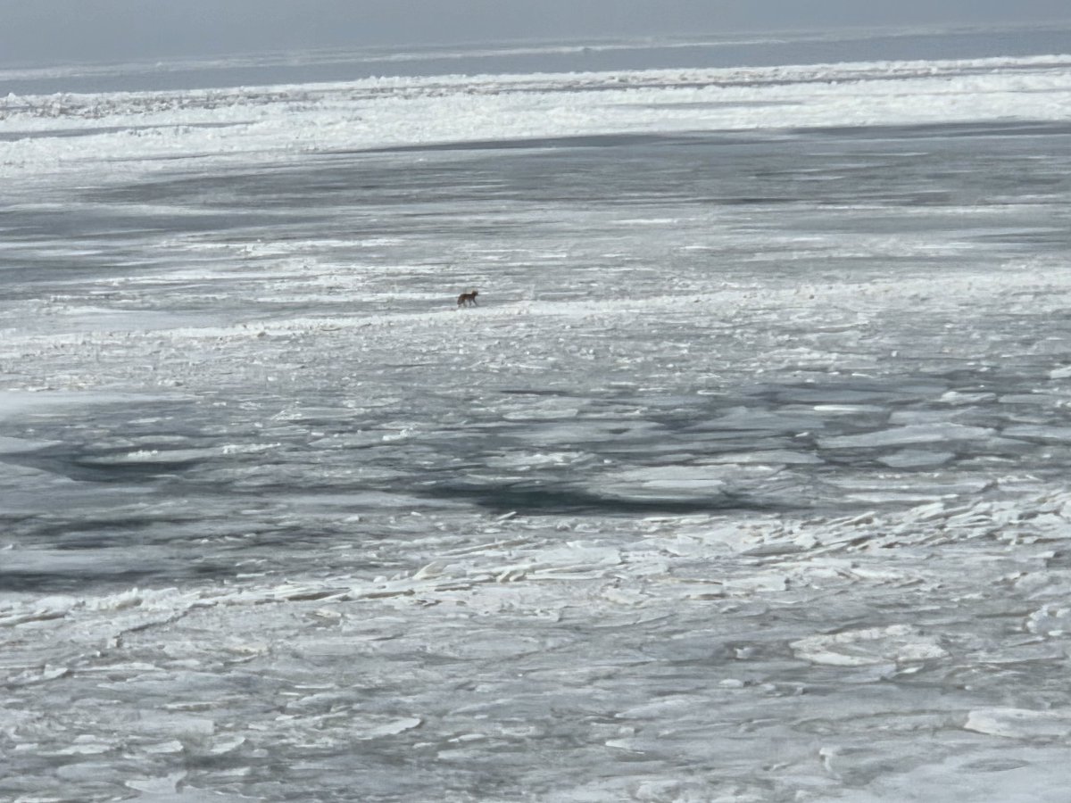 Coyote on the frozen lake?! 🙀