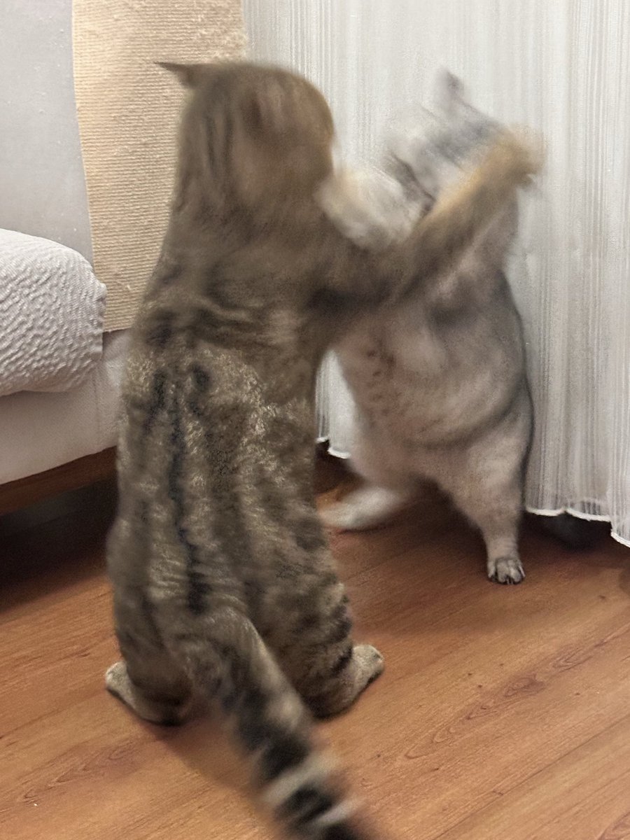 Gece uyurken de böyleler sessiz sinema gibi kavga ediyorlar tokat seslerine uyanıyorum miyavlamak asla akıllarına gelmiyor (iki yiğit çıktı meydaneeee )