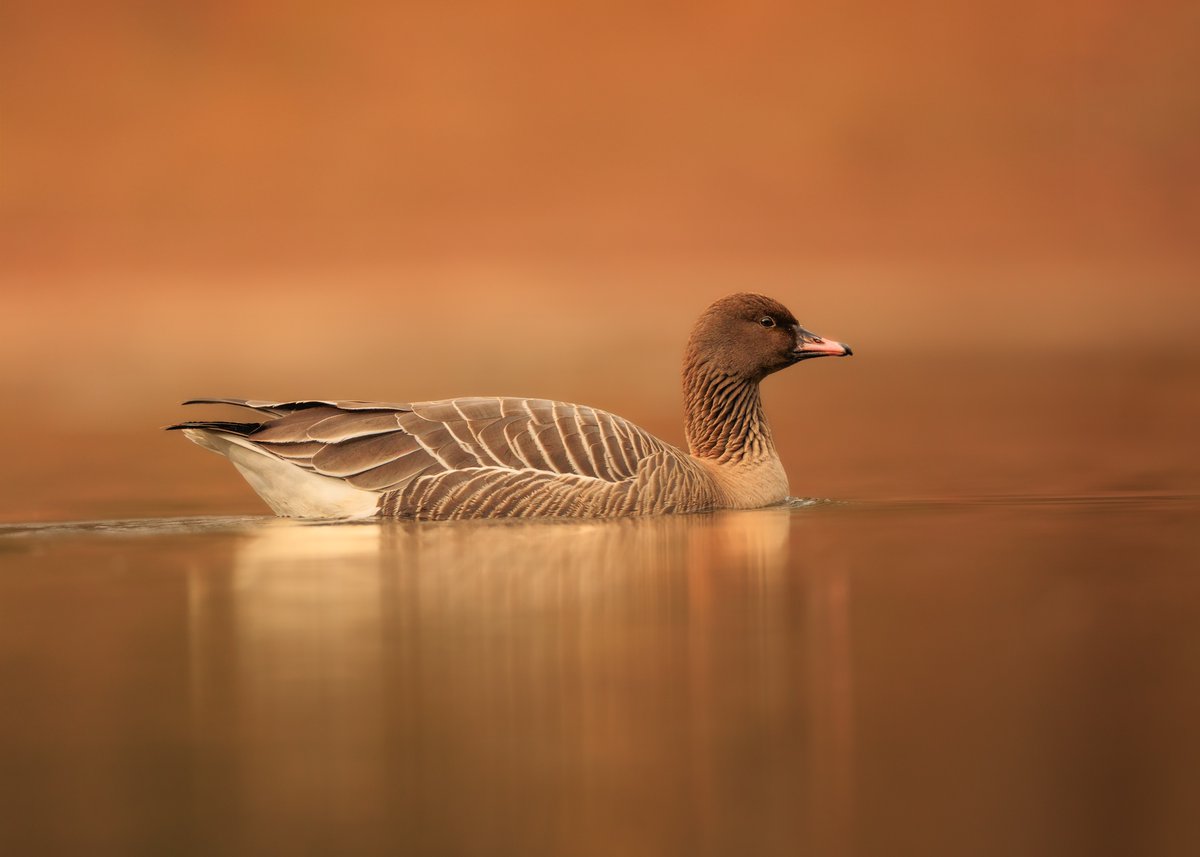 PunkWildlife's tweet photo. Pink Footed Goose - the mystery visitor to Eastville Park, Bristol. 

@bristolbirding https://t.co/E3ssHjHxkr