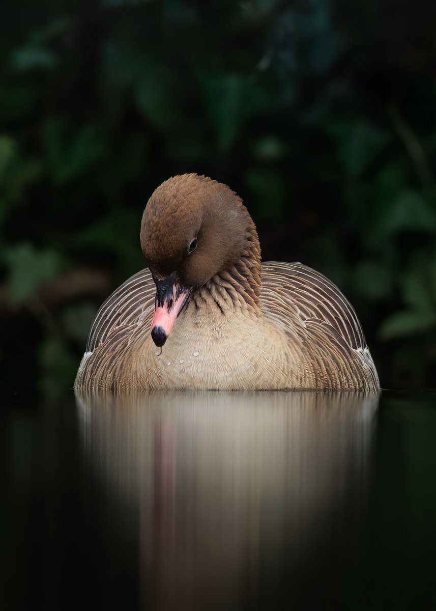 PunkWildlife's tweet photo. Pink Footed Goose - the mystery visitor to Eastville Park, Bristol. 

@bristolbirding https://t.co/E3ssHjHxkr