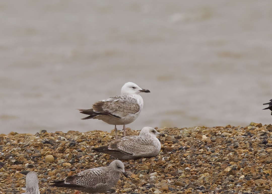 Seasalter birder tweet media