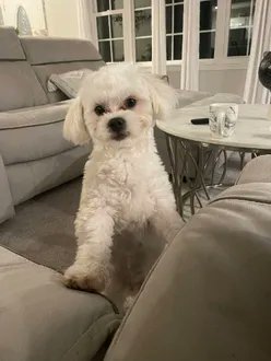 LOKI IS MISSING IN UNIVERSITY HEIGHTS: last seen at Nagle and 10th Avenues, he's 11 pounds and chipped: 985141007163094. If you've seen or found him please call 888-466-3242 and PLEASE RT LOKI!