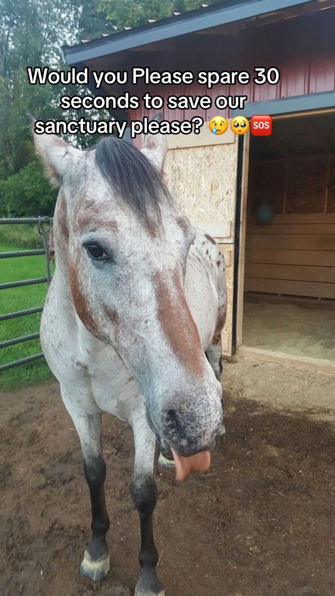 fredhorserescue's tweet photo. "Meet Max, a resilient soul rescued from neglect. Now, he's thriving with love &amp; care. Share his story to help more horses find forever homes! #HorseRescue #RescueHorses #AdoptDontShop 🐴" https://t.co/PhB5painPT