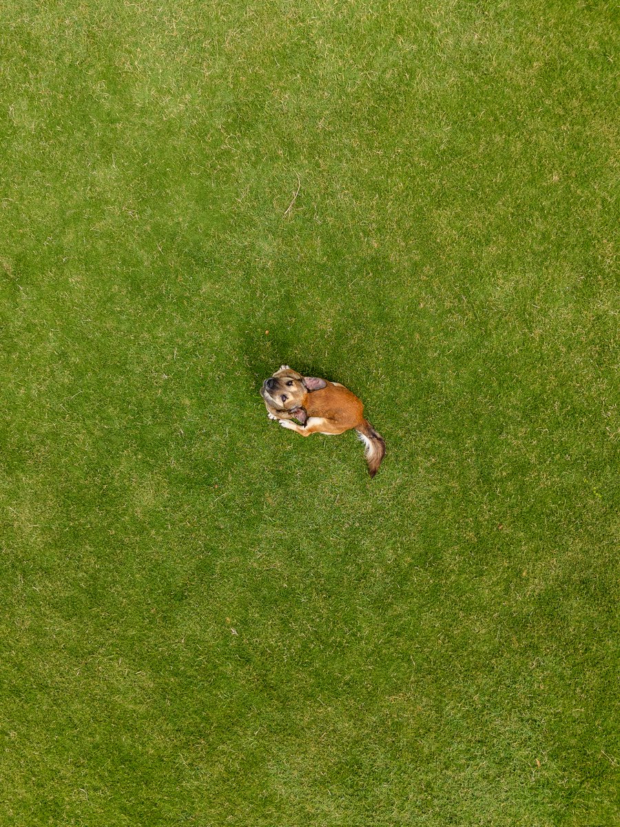 Satoshi Higa tweet media