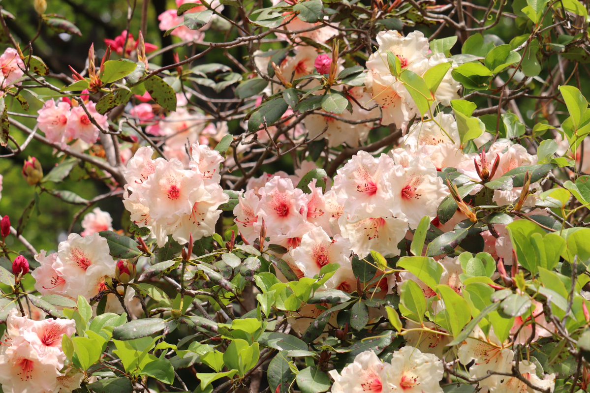 シャンクナゲです。 石楠花。ここ数年、開花と散るのが早いです