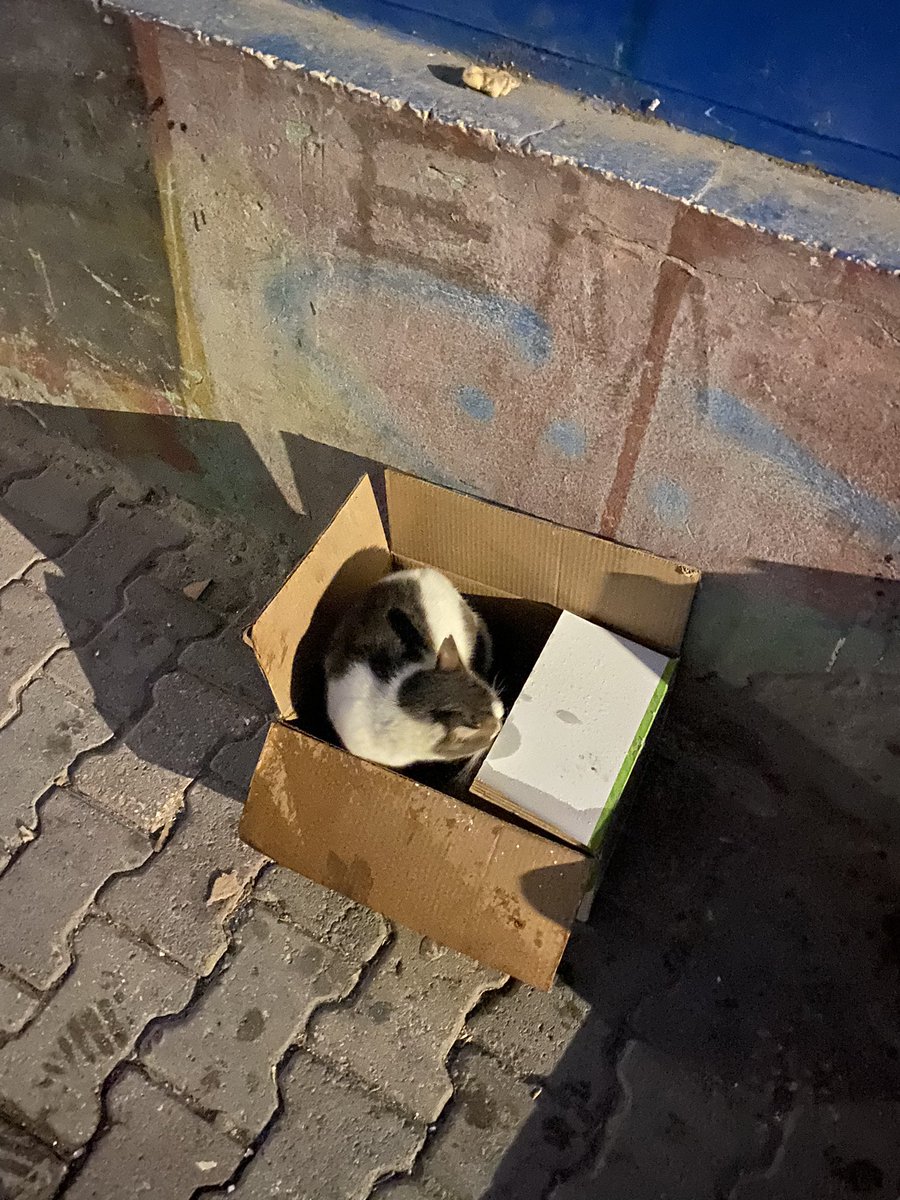 Şansımı denemek istiyorum. Bulunduğumuz sokakta onun için yaptığım evi defalarca çöpe attılar. Besliyorum karnı tok ama sevgi ve sıcak yuva istiyor. Kısır yavru, çok uysal. Evde kedim olduğu için alamıyorum öğrenciyim. Evini açan, hiç değilse bahçesi/alanı olan var mı? 

İstanbul