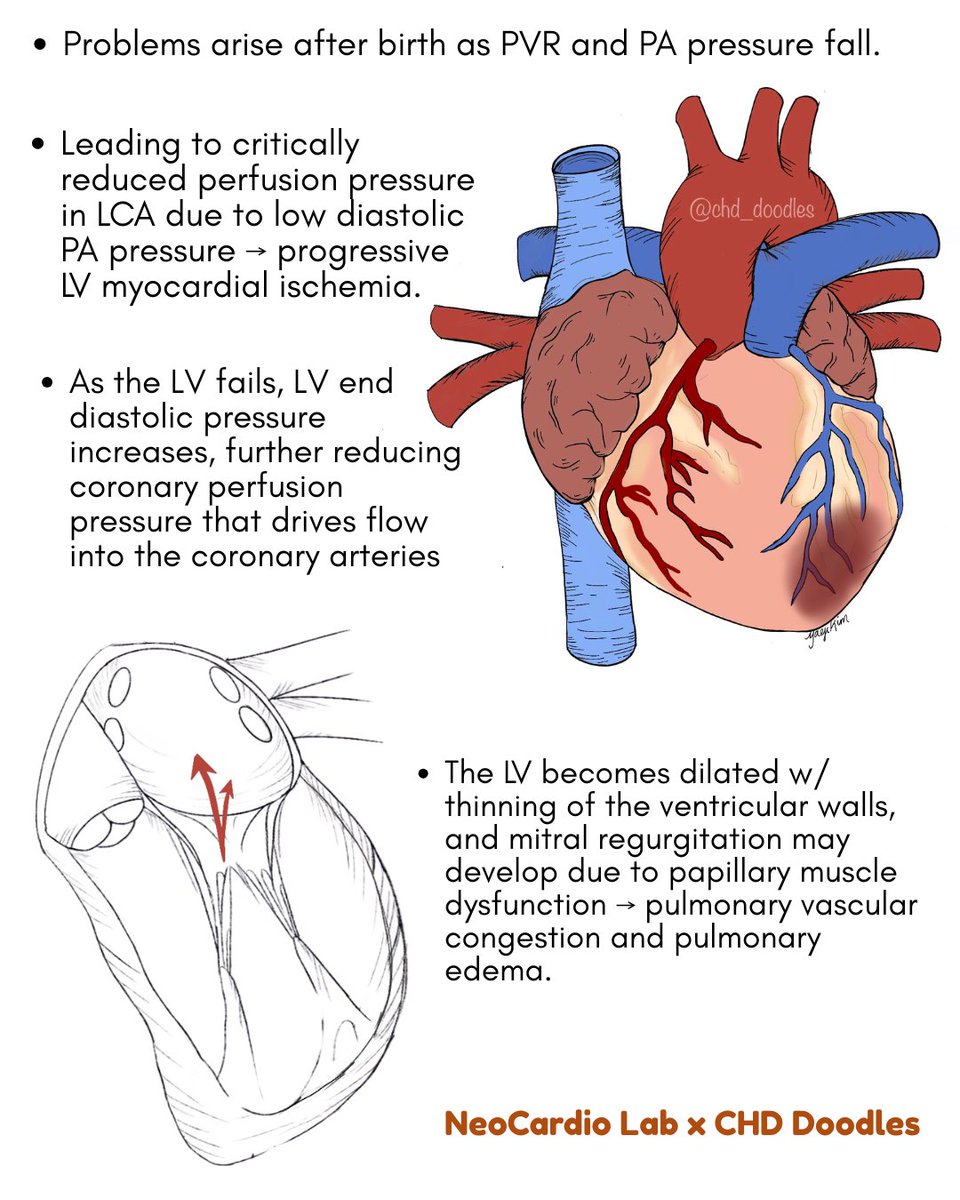 NeoCardioLab - Gabriel Altit tweet media