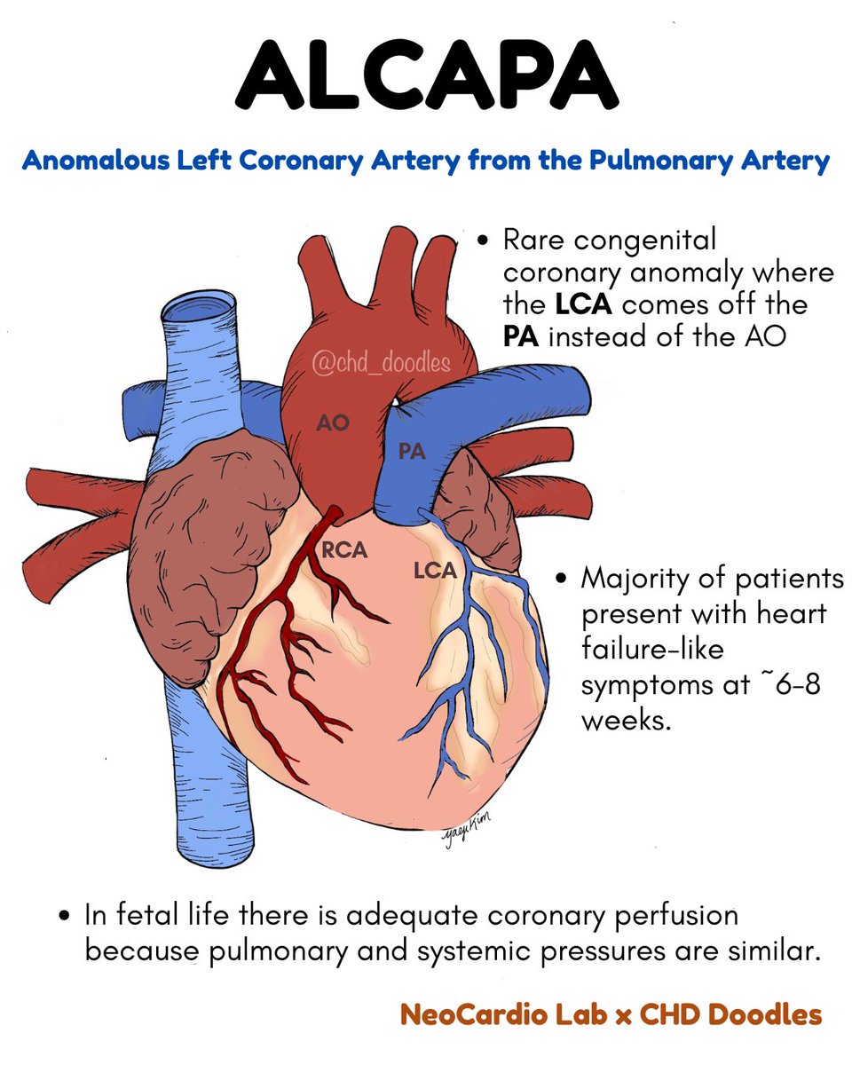 NeoCardioLab - Gabriel Altit tweet media