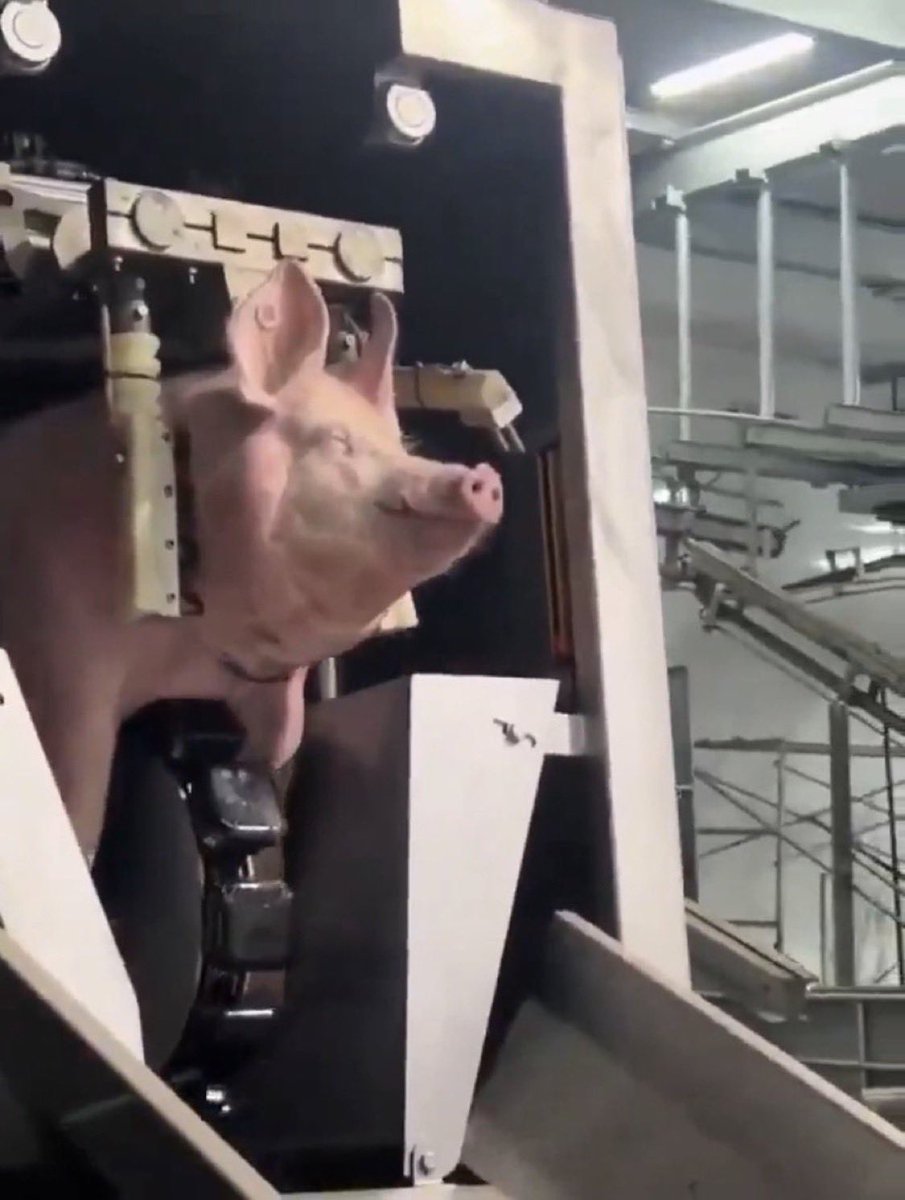 Viratian tweet media