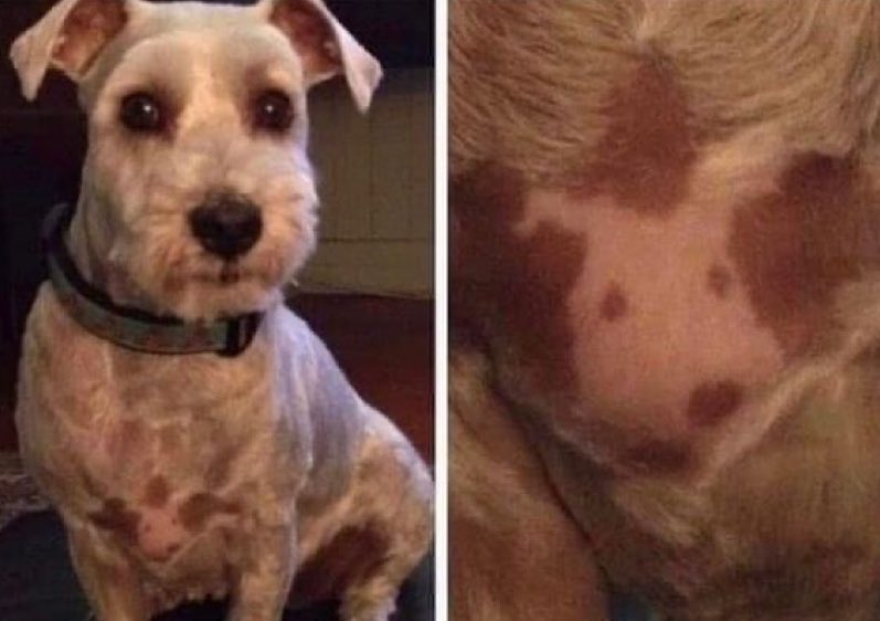 este perrito tiene un autorretrato en su pechito 🥺