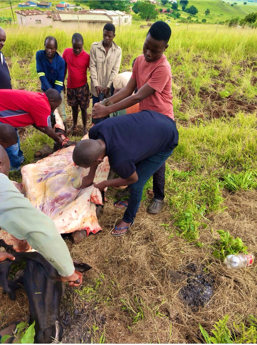 Bafana bakithi asilingani asisibo nje s’dalo ow’ntanga othi nginipruvele ukuthi ngiy’ngqwele ngempela mina ngaphekwa ngavuthwa nayi imbuzo embalwa engizocela niy’phendule nani futhi you are more than welcome to ask me anything isiko nesintu related ngizokuphendula fast futhi