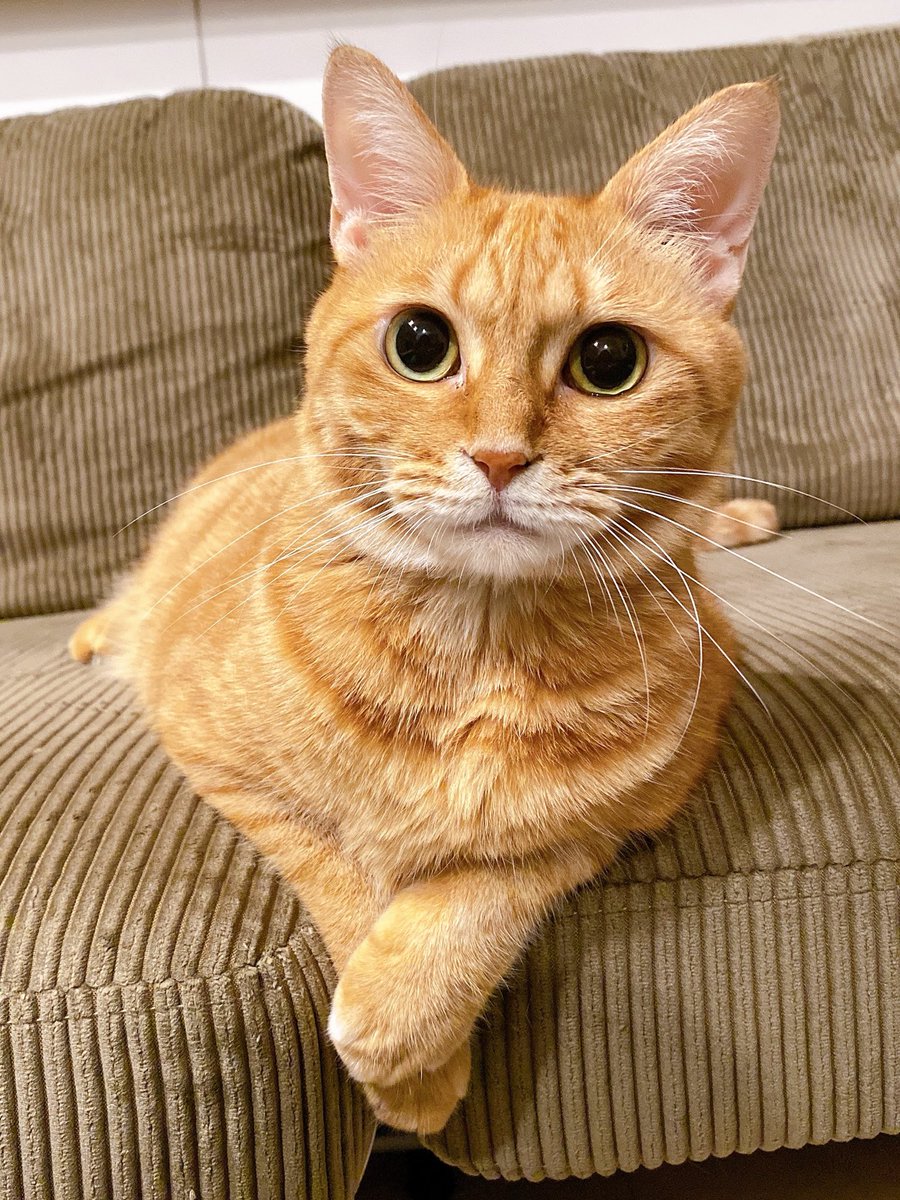 ⃝̣⑅⃝muks◍*⃝̥ (@muks_nyan) / Posts / X