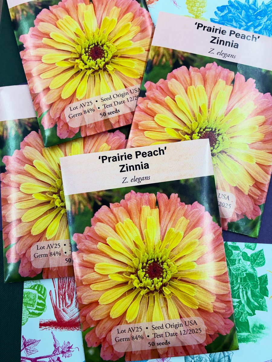 Cottins's tweet image. First time ever offered… Lynn Byczynski’s Prairie Peach Zinnias! Let’s fill our town with these truly special locally created beauties! #shoplocal #growlocal #prairiepeach