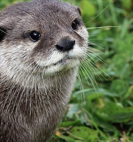 jack Wolfe as otters (@jackwolfotters) on Twitter photo 