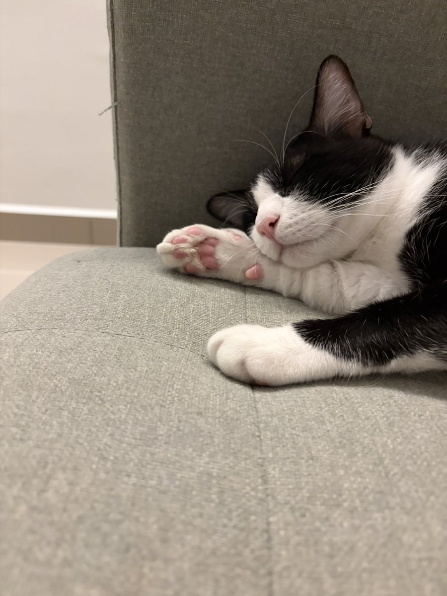 𝓜𝓮𝓪𝓸 tweet media