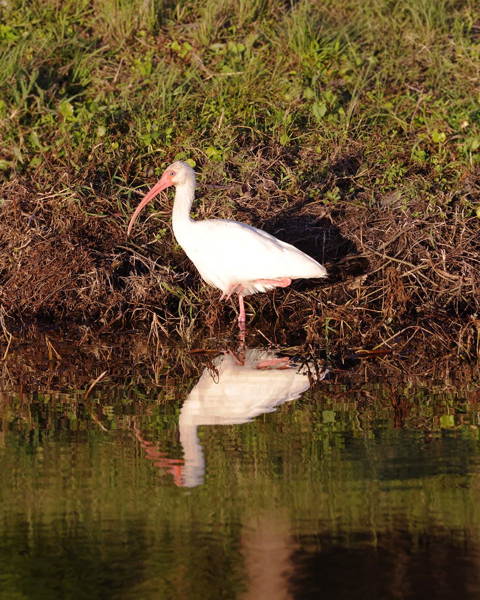 GSGalleries's tweet photo. Their white feathers and red bills pull my focus each time.

A White Ibis doesn't need exaggeration. The contrast says it all, the neck's curve does the rest.

When I sculpt them, I’m not inventing the pose. I translate what I see.

Nature gives the design. The studio refines it. https://t.co/TGO42SUKGA