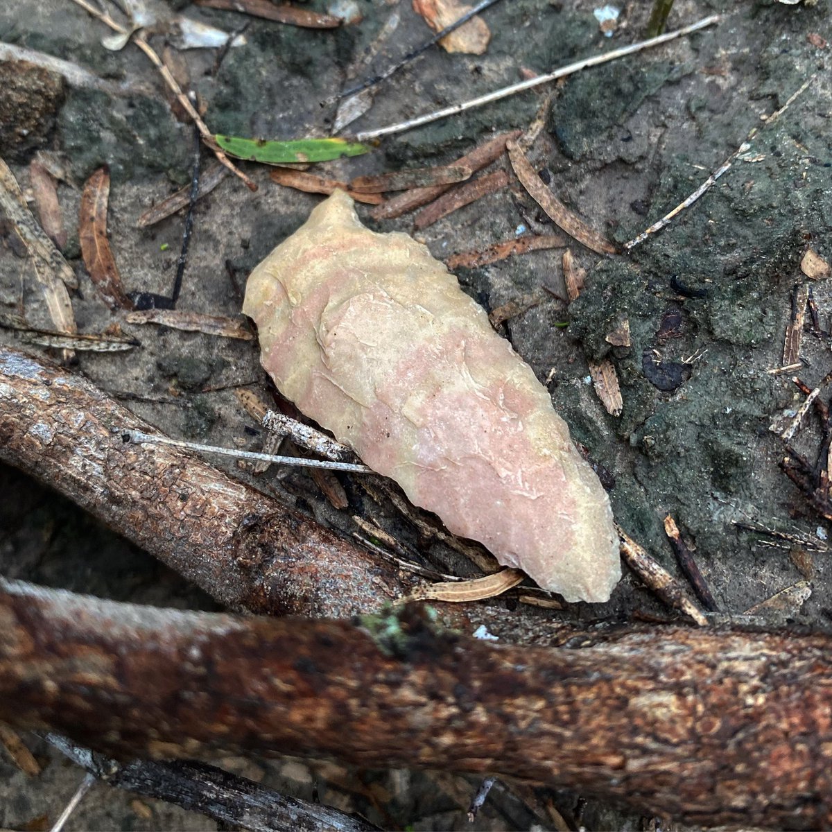 Early Stemmed Lanceolate point in situ (South Texas) a prehistoric stone projectile made 9,000–8,000 years ago during the transition from Paleoindian to Early Archaic lifeways. This stemmed, leaf-shaped tool was hafted onto spears or darts (likely thrown with an atlatl) for