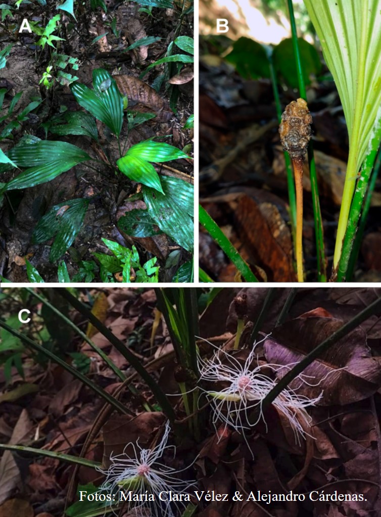 Novatax_Col tweet media