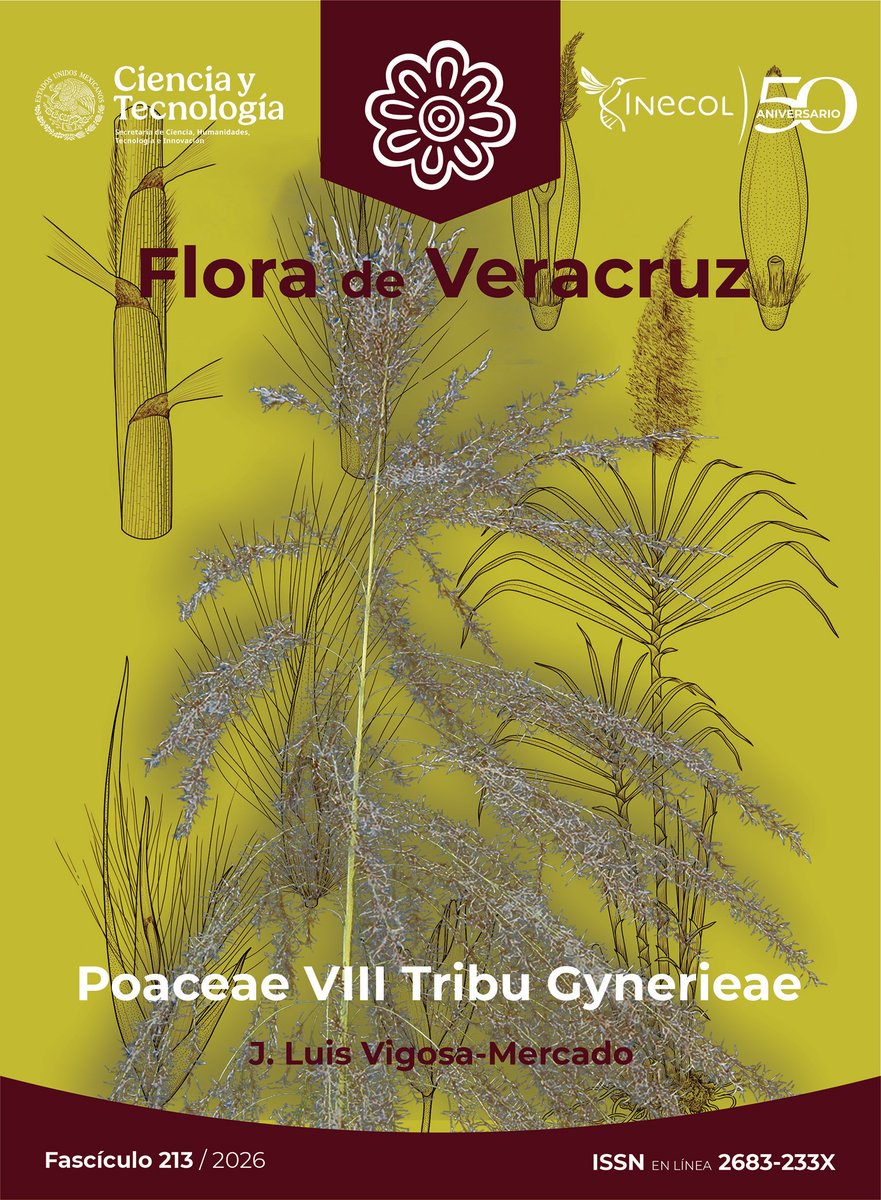 Inecol_mx's tweet photo. 📖 Acaba de publicarse el fascículo 213 de Flora de Veracruz, corresponde a un grupo de pastos o gramíneas, la familia Poaceae, tribu Gynerieae. El texto  a cargo de J. Luis Vigosa-Mercado. Las ilustraciones  por Teresa Jiménez. 

Consúltalo aquí: https://t.co/EqaZGwb2QN https://t.co/CtrgV7CnXF