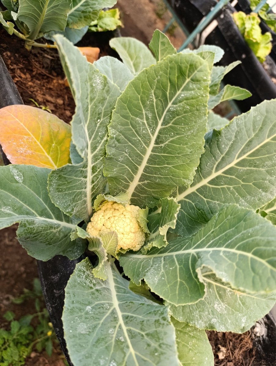 AleTR_'s tweet photo. La primera coliflor del huerto https://t.co/heYkqvzoP6