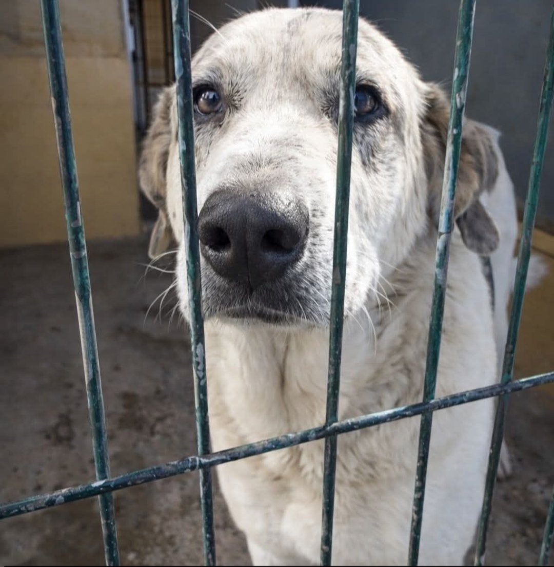 Piruleta mira con sus preciosos ojos grandes e inocentes a través de la reja, no hay maldad en ellos, tampoco rencor 😞 Cuesta imaginar que no tiene esperanzas de salir de allí 💔
No es una perra pequeña, tampoco es enorme, pero los perritos como ella en este país sobran, los