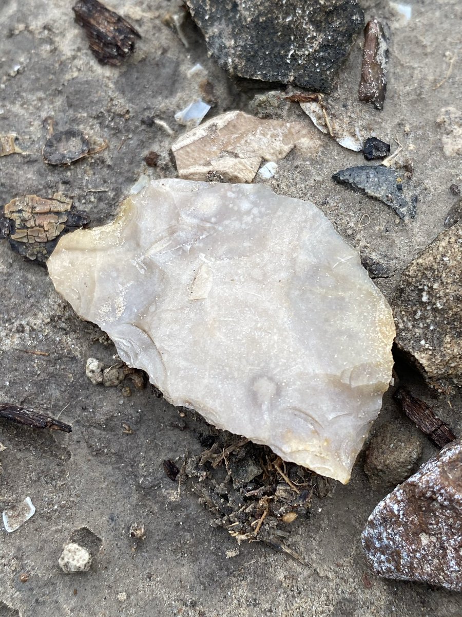 Nueces Biface in situ (South Texas) a finely crafted stone tool made 6,000–4,000  years ago, found only in this region. These bifaces were multifunctional, hafted or hand-held for cutting, scraping and processing plants and game. Although they are relatively common within South