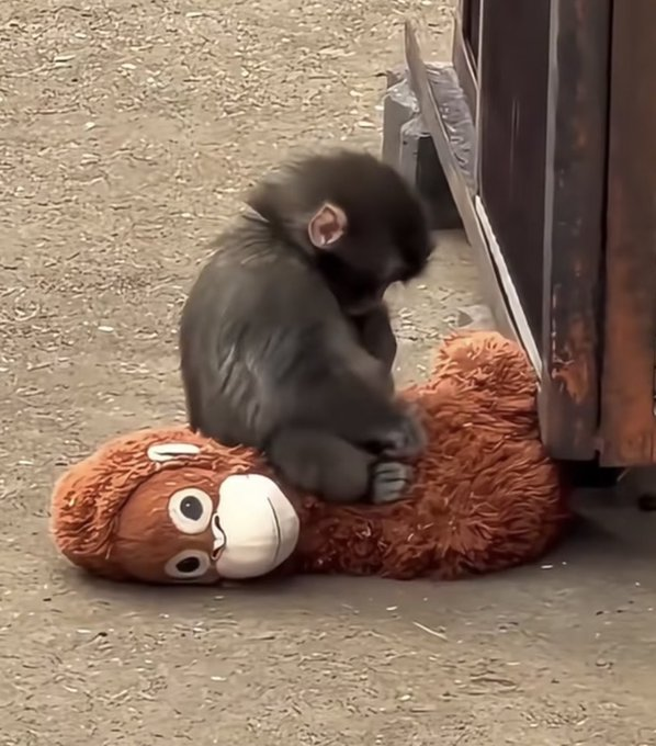 ultimamente soy este monito