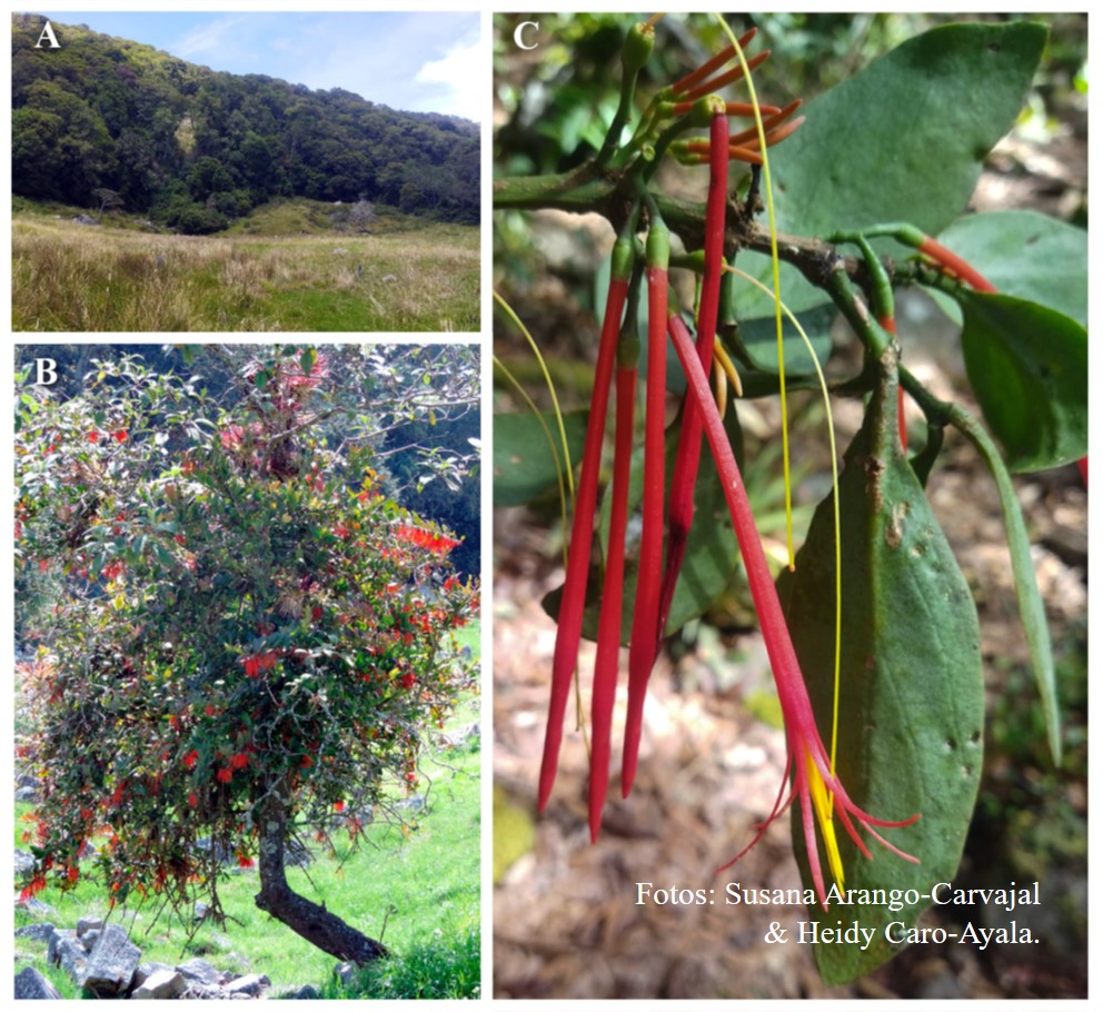 Novatax_Col tweet media