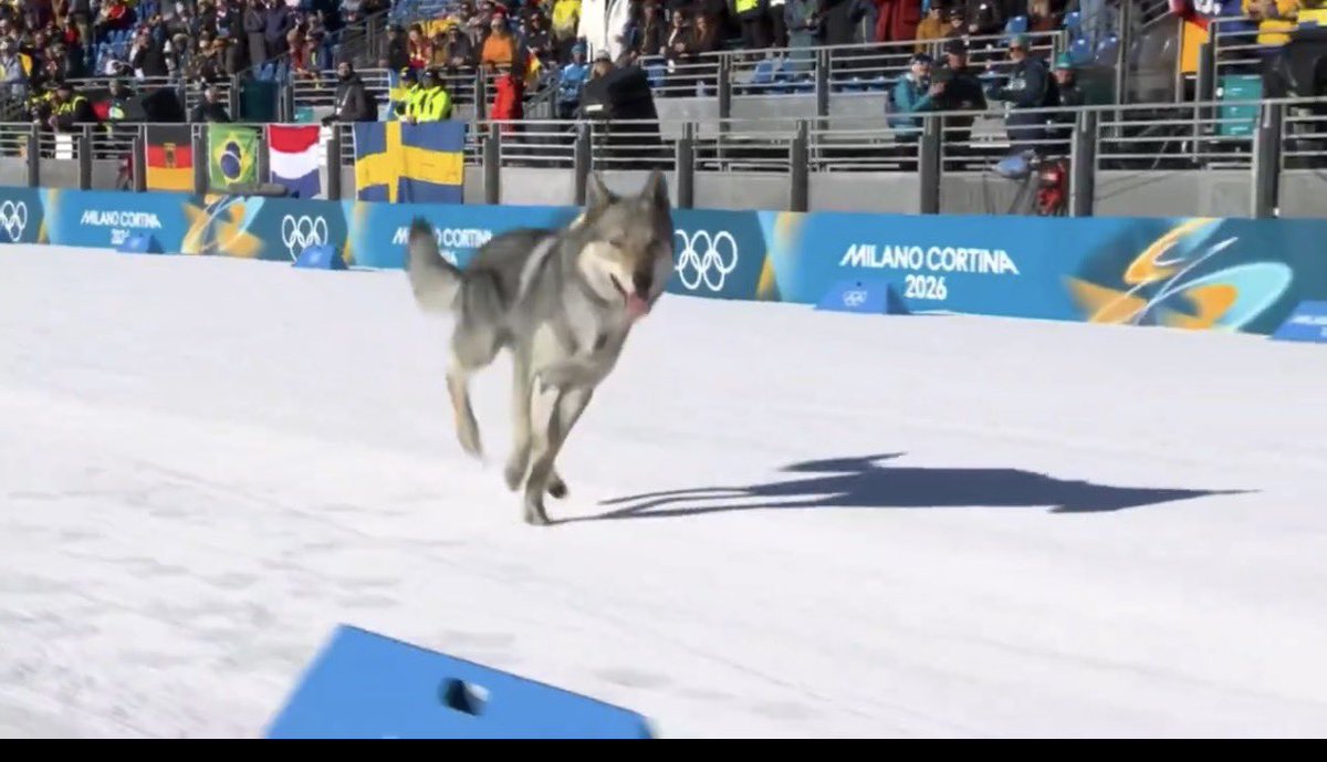 BrunoTFarah's tweet photo. @NBCOlympics @Olympics Nazgul has been the biggest star of the Winter Olympics so far! https://t.co/pVqRb2kRbJ