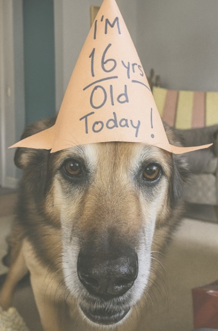 TweeetsOfDogs's tweet photo. Never Forget Old Dogs Are Beautiful Too ❤️🥳🥹 https://t.co/ach8G1A2Fg