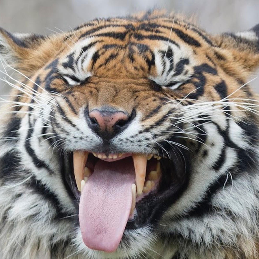 The Toronto Zoo tweet media