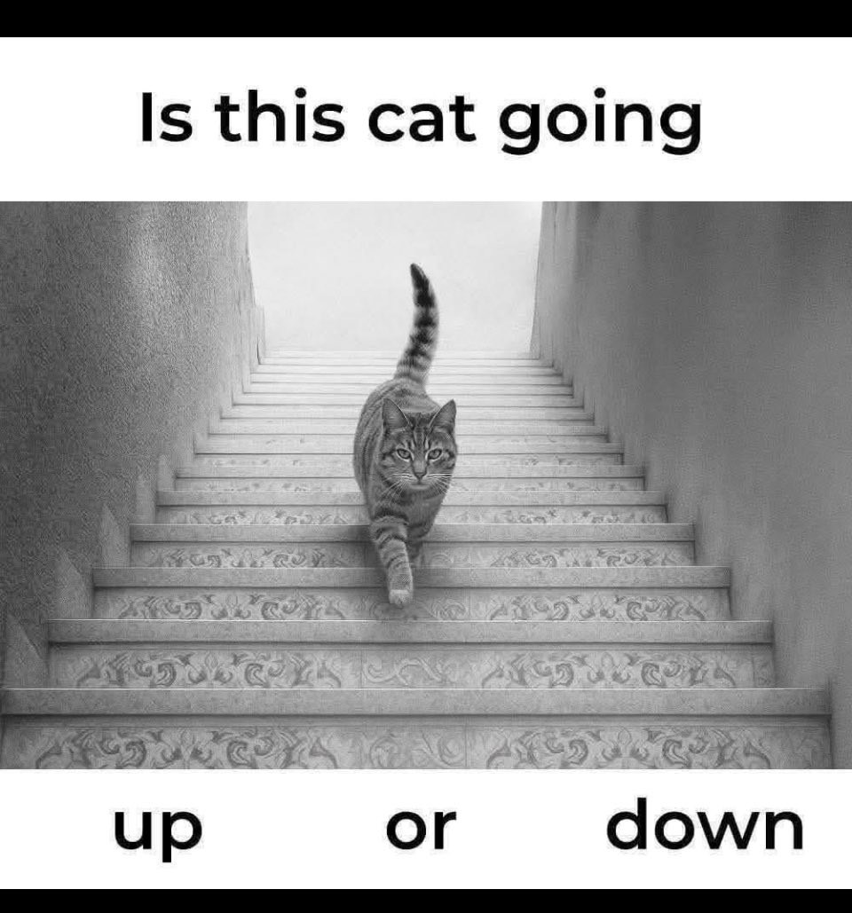 catsfurchrist's tweet photo. Can you tell?

It’s both.
🐾🖤🐾🤍🐾 https://t.co/mpyJb85dfM