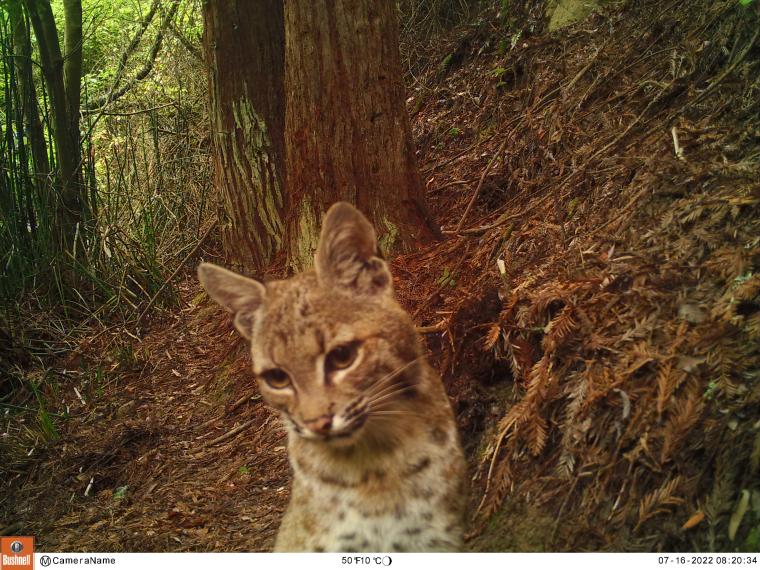 Trail_Cams's tweet photo. https://t.co/8P7VYr21ye