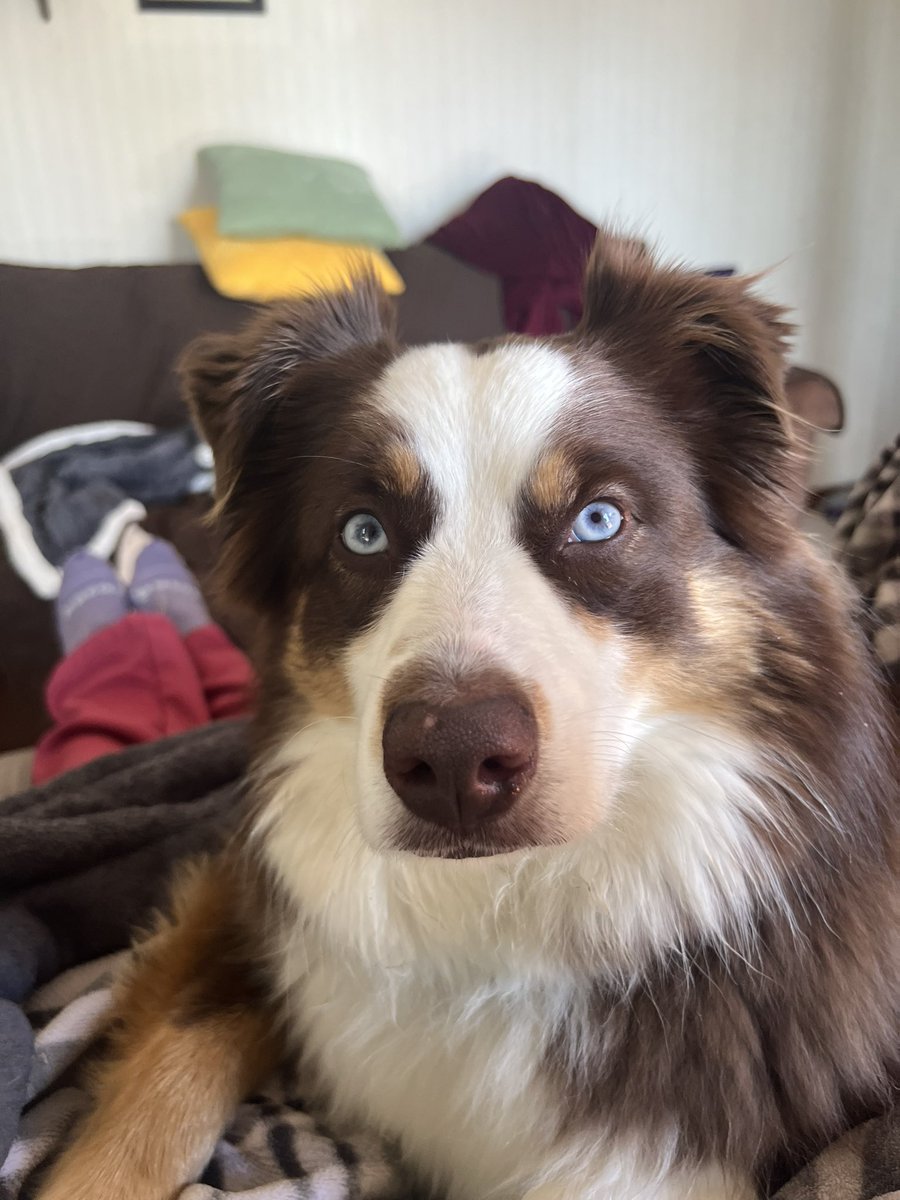 albers75's tweet image. The look I give mom when she’s drinking coffee and it goes down the wrong pipe. Come on mom, that coughing is getting a bit annoying. #NotConcerned #Irritated