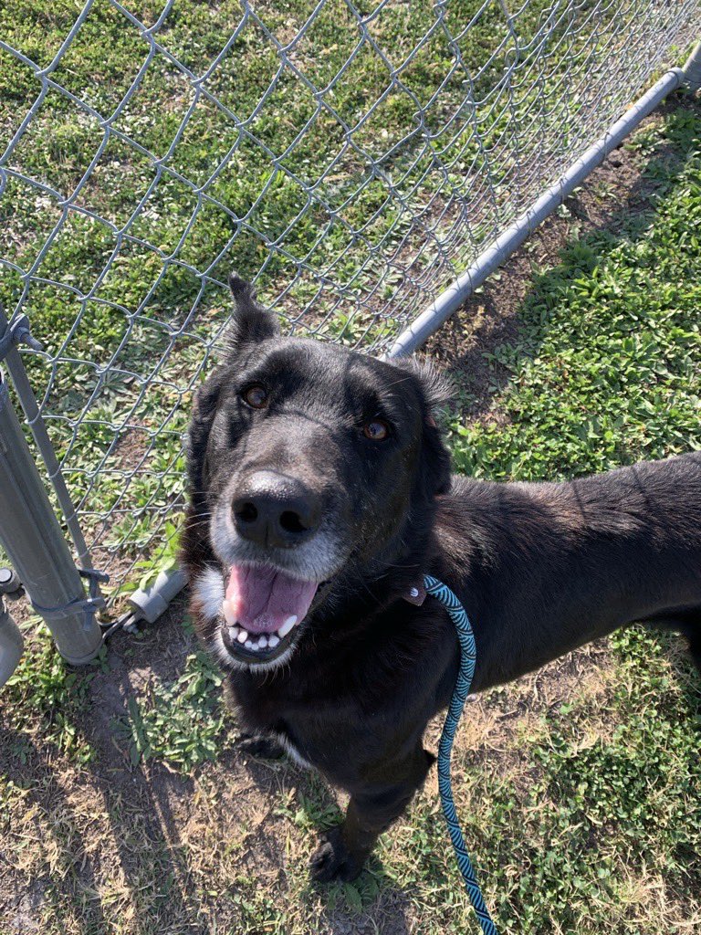 LARRY #A385070 4YO 
Darling LARRY is on dreaded KILL list💔
Precious baby,u just want to hug him &amp; tell him not to worry!
He is trying to b brave, but he doesn't want to DIE 😭
Brilliant personality, big lover!
PLZ #ADOPT #FOSTER OR #PLEDGE FOR RESCUE #CORPUSCHRISTI #TX