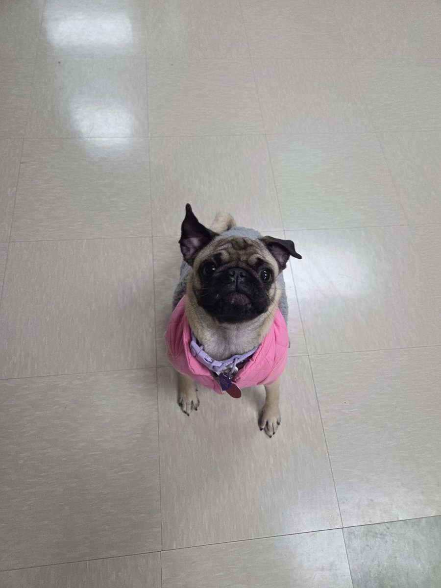 Los Fresnos CISD CTE tweet media