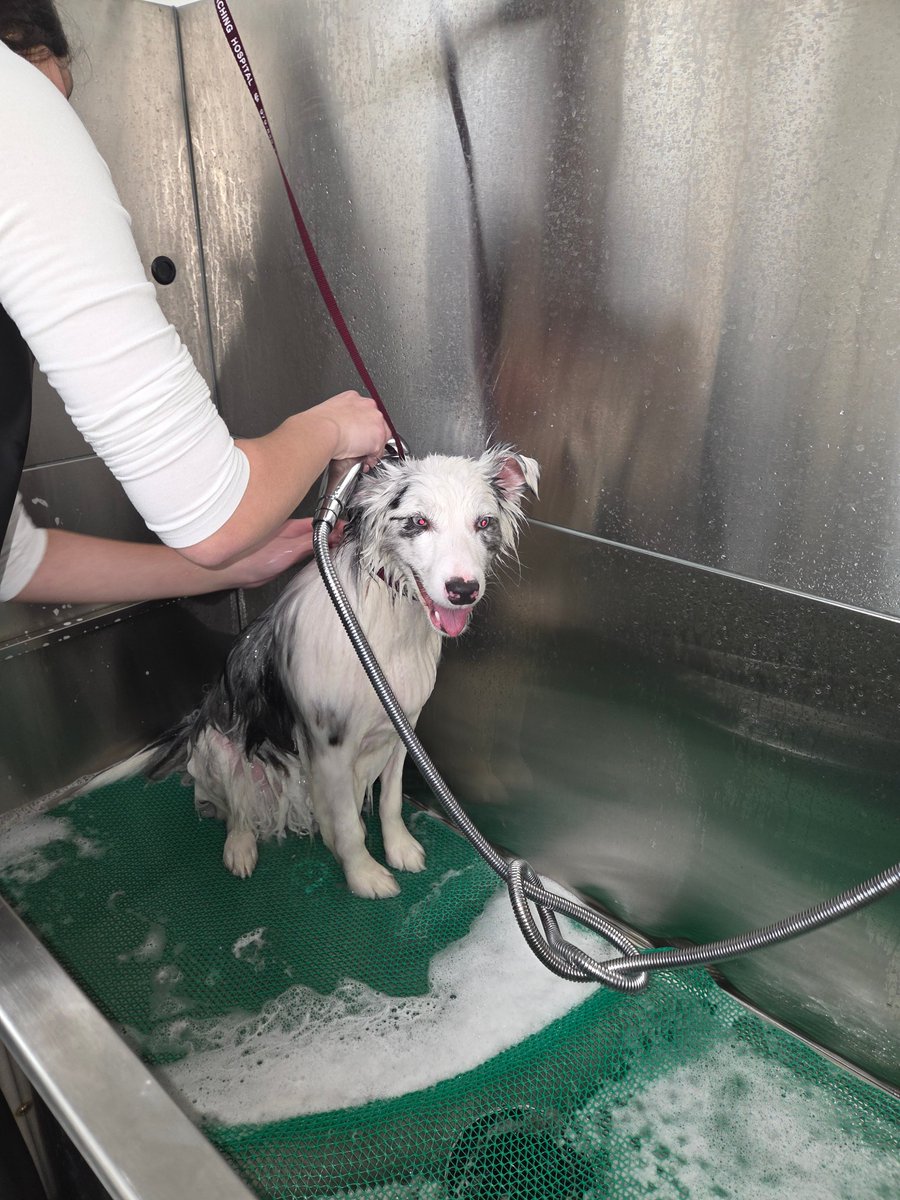 Los Fresnos CISD CTE tweet media