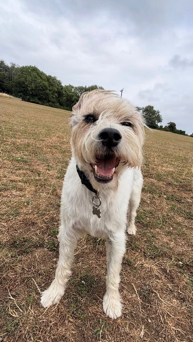 James Dreyfus tweet media